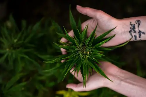 Two hands holding a hemp plant