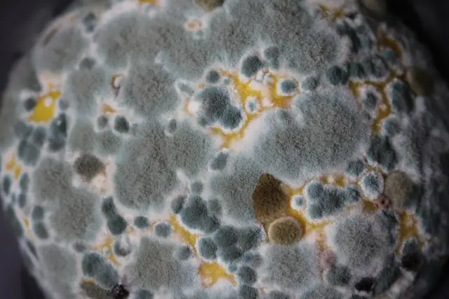 An image of mold on citrus fruit